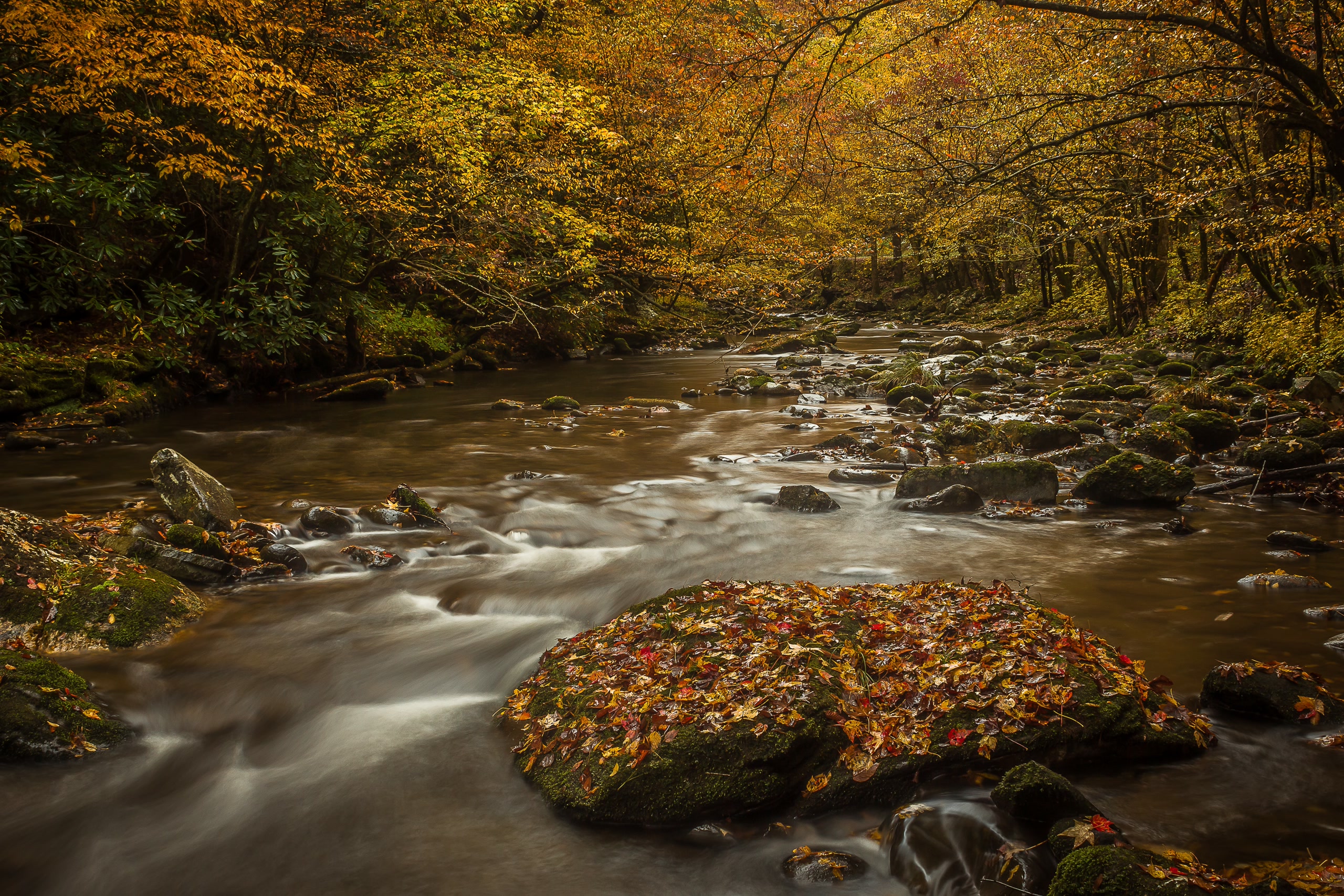 Autumn mountain stream in Smoky Mountains near Rustic Rooster cabin